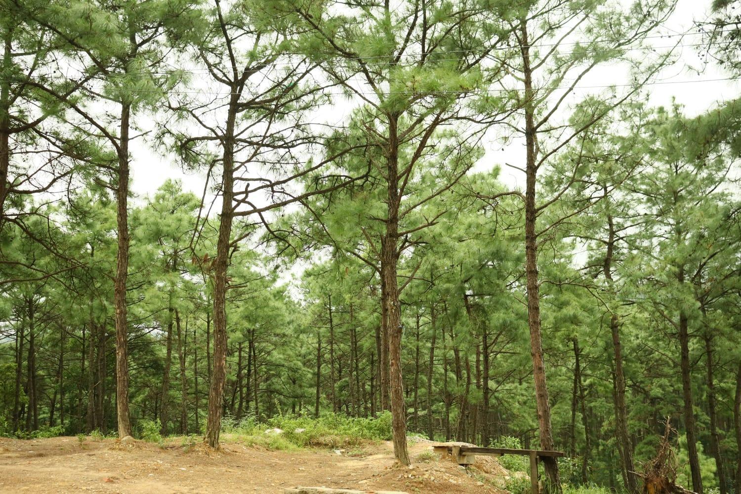 Pine Tree Lodge 실롱 외부 사진